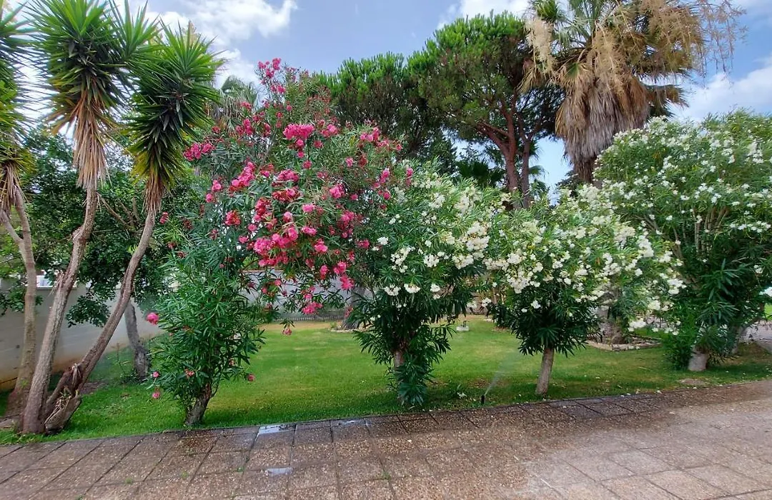 El Cortijo-1