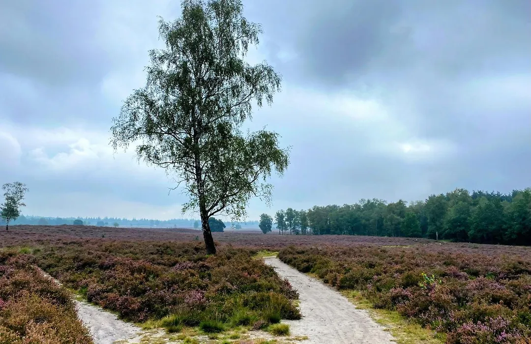 Huisje aan de Bosrand - Veluwe-1