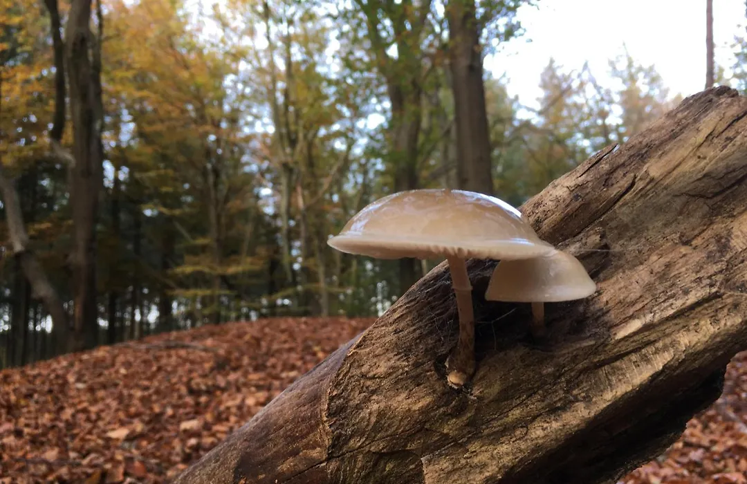Veluwe Park Reewold Chalet Talisman-1