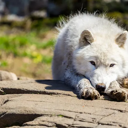 Parc Omega-3