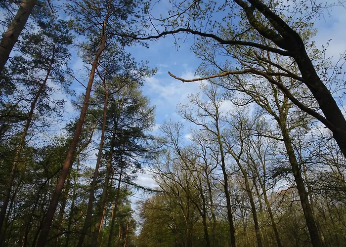 Veluwe Park Reewold Chalet Talisman Putten
